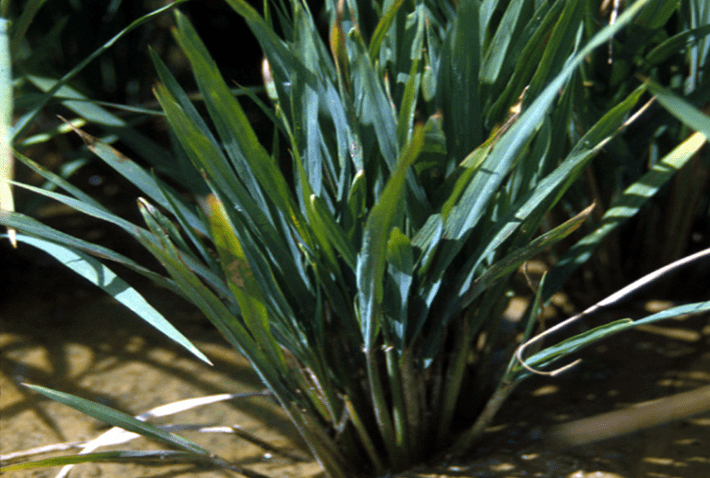 Dấu hiệu bệnh lùn sọc đen