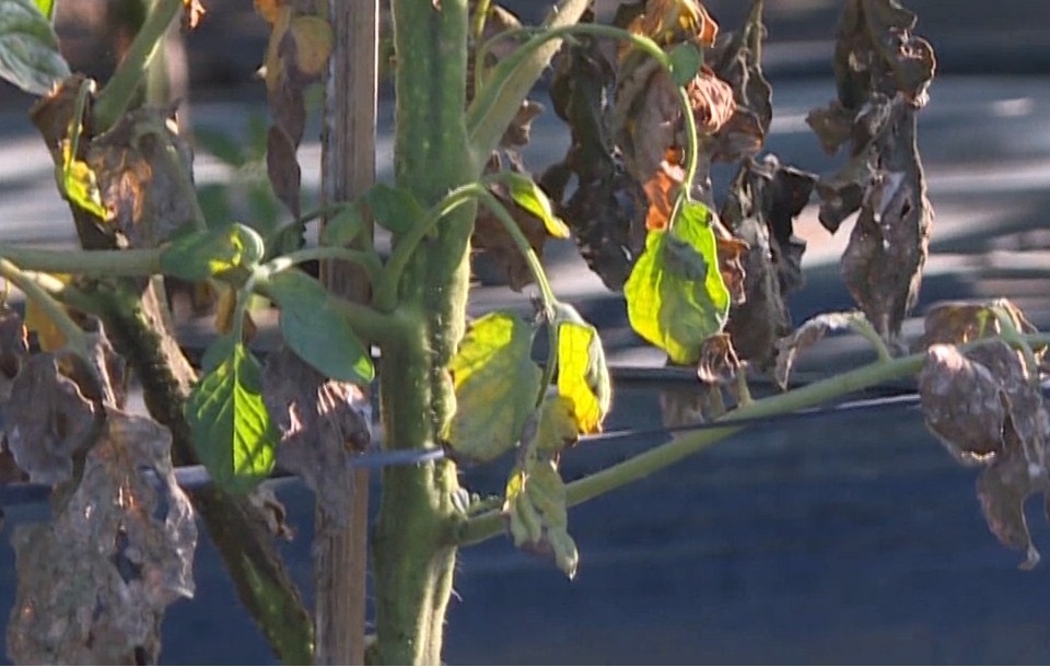 Dấu hiệu bệnh trên lá khi bị nặng