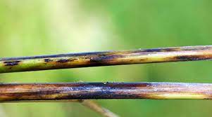 Ống rạ thối đen