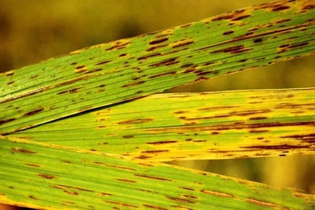 Bệnh tiêm hạch lúa