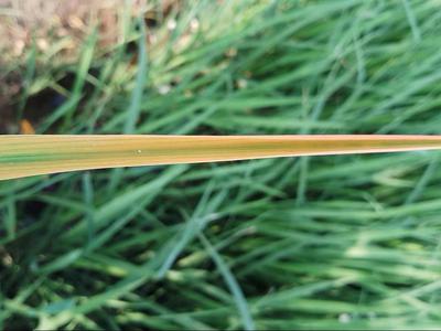 Dấu hiệu bệnh Tungro (vàng lá di động)