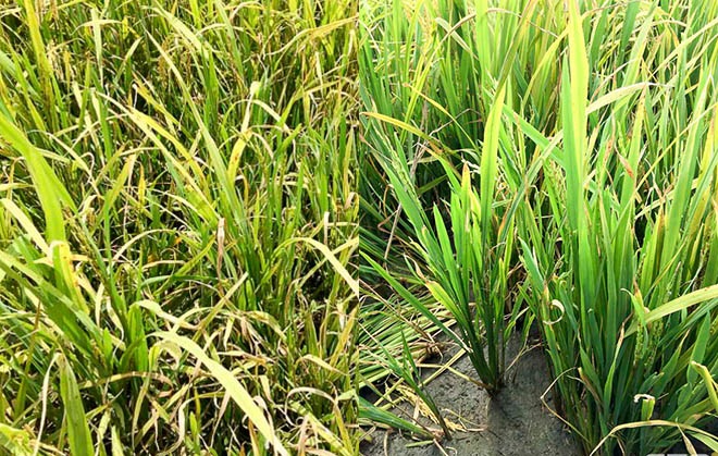 Bệnh virus hại lúa