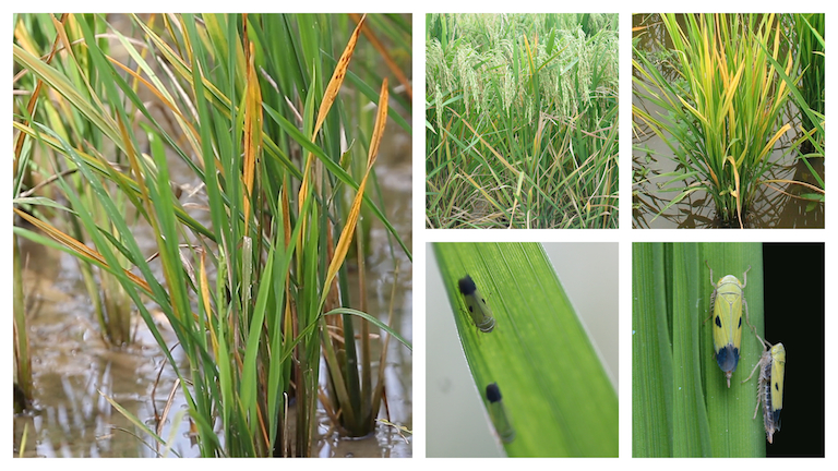 Bệnh virus hại lúa