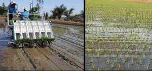 Biện pháp canh tác