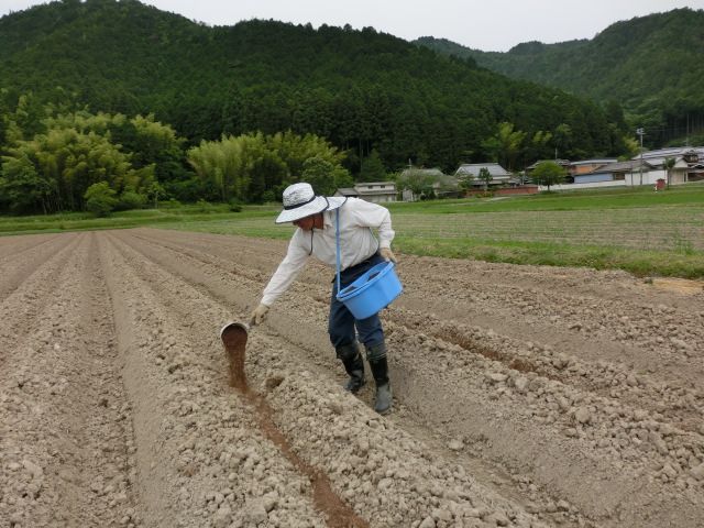Bón phân lót trước khi trồng