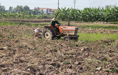 Cày đất phơi ải