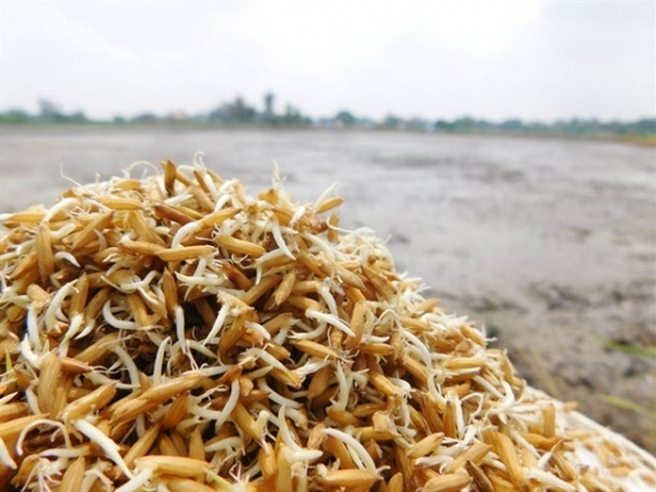 Giống kháng bệnh