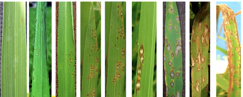 Chu trình phát triển bệnh trên lá lúa