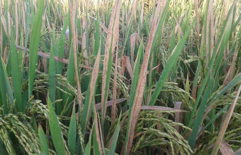 Dấu hiệu bệnh bạc lá lúa