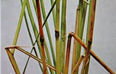 Dấu hiệu bệnh đạo ôn trên đốt thân