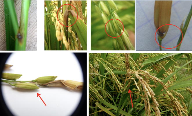 Dấu hiệu bệnh đạo ôn trên hạt, cổ bông và cổ gié
