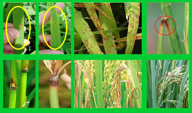 Bệnh đạo ôn trên lúa