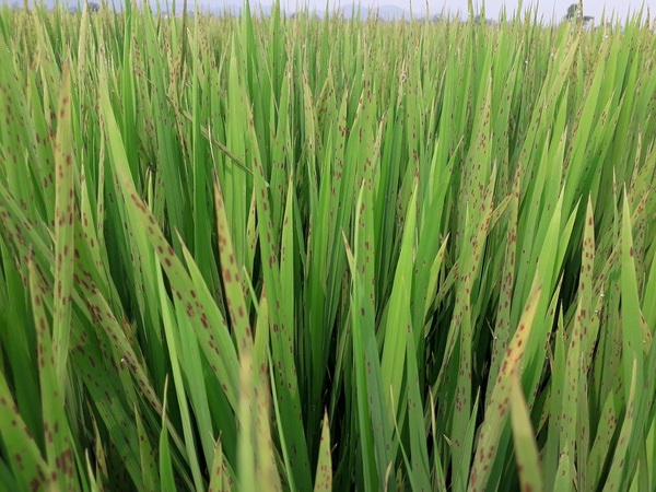 Bệnh đốm nâu hại lúa