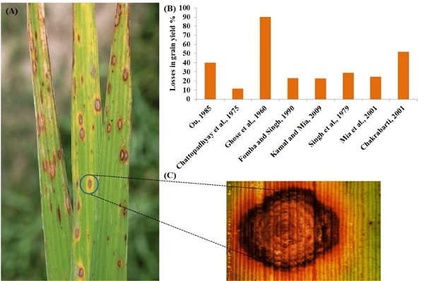 Dấu hiệu bệnh đốm nâu hại lúa