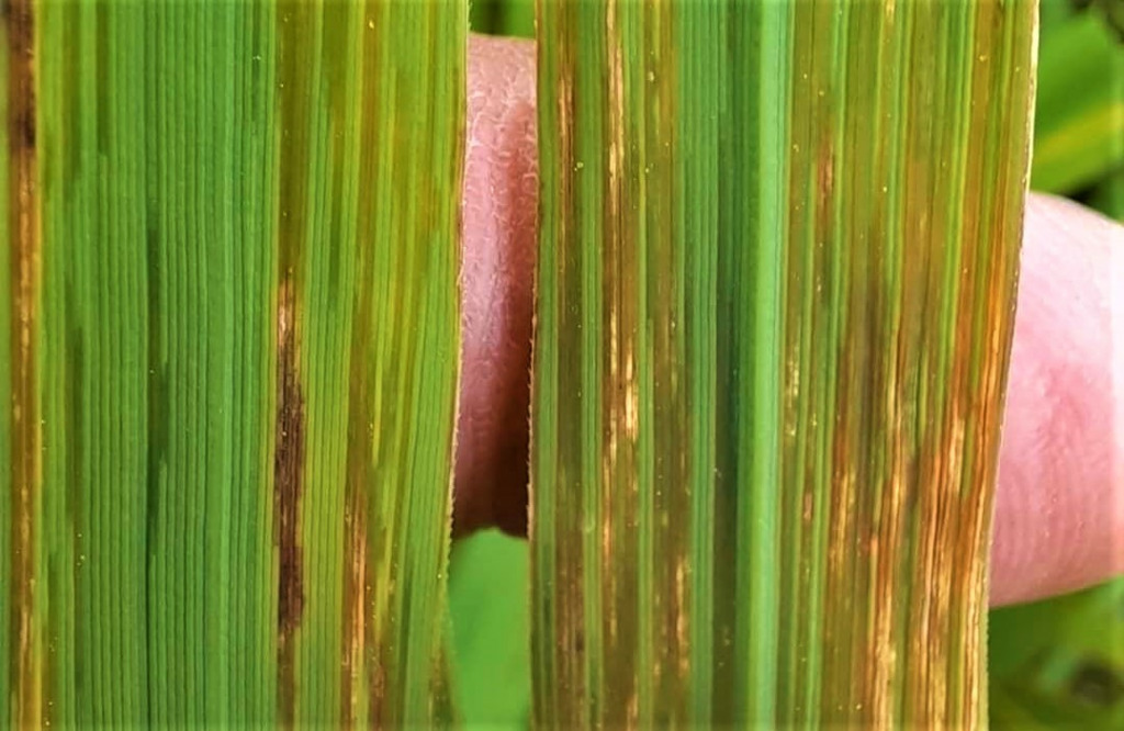 Bệnh đốm sọc vi khuẩn lá lúa