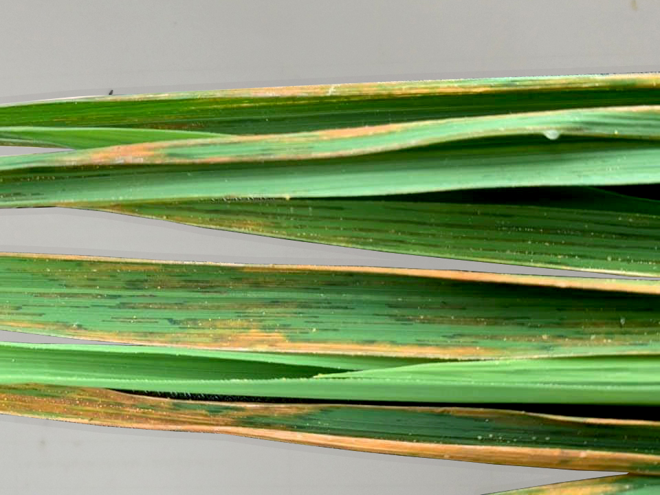 Dấu hiệu bệnh đốm sọc vi khuẩn lá lúa
