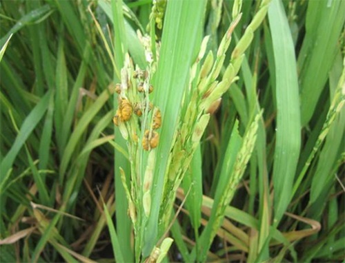 Dấu hiệu bệnh hoa cúc lúa ở thời kỳ phơi màu