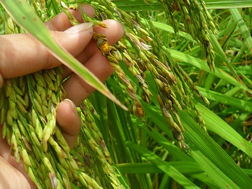 Dấu hiệu bông lúa bị nhiễm bệnh