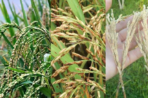 Dấu hiệu bệnh lem lép hạt lúa