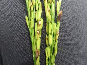 Dấu hiệu bệnh trên hạt