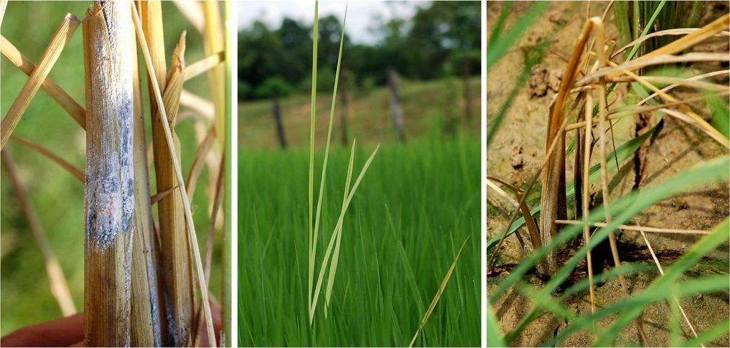 Dấu hiệu bệnh lúa von