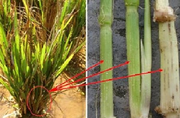 Dấu hiệu bệnh trên thân