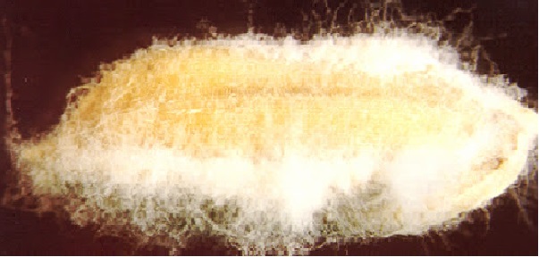 Dấu hiệu bệnh lúa von trên hạt