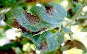 Dấu hiệu bệnh mốc sương trên lá cà chua