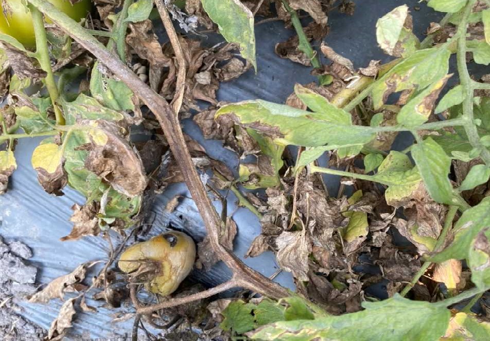 Dấu hiệu bệnh mốc sương mai trên thân cây