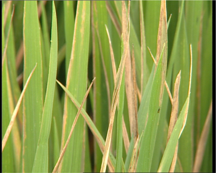Bệnh vân nâu lá lúa