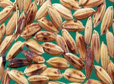 Dấu hiệu bệnh trên hạt