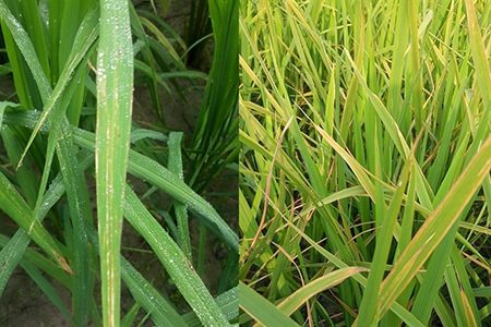 Dấu hiệu vàng lá lúa