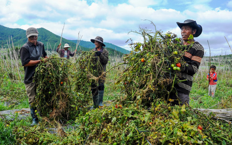 Dọn tàn dư cây cà chua sau khi thu hoạch