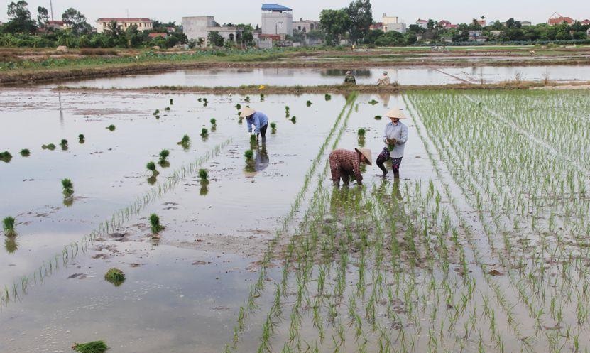 Gieo cấy mật độ vừa phải