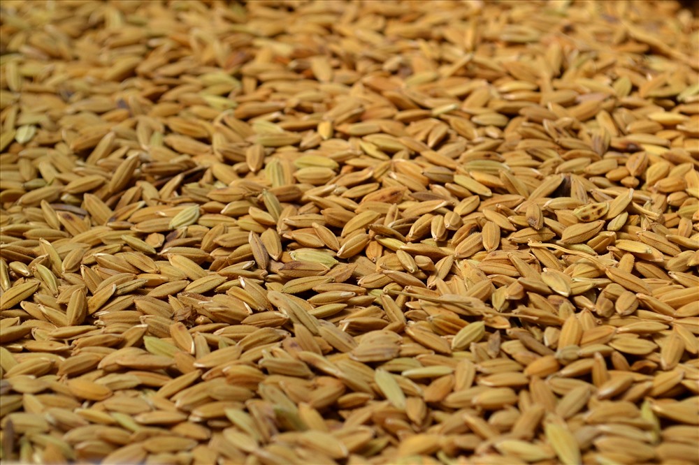 Giống chọn lọc kháng bệnh