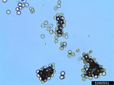 Hình ảnh nấm Ustilaginoidea virens