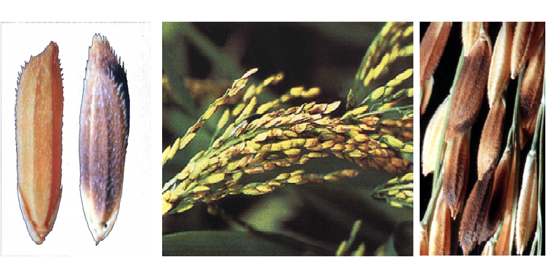 Hạt lúa bị bệnh