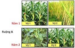 Luân canh cây trồng