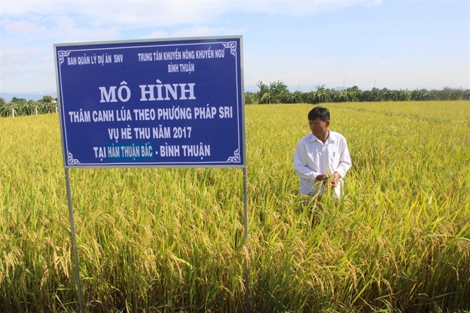 Mô hình canh tác SRI