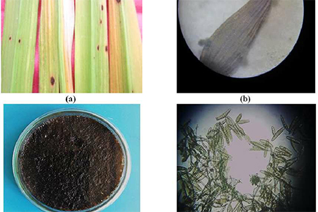 Nấm Bipolaris oryzae tác nhân gây bệnh