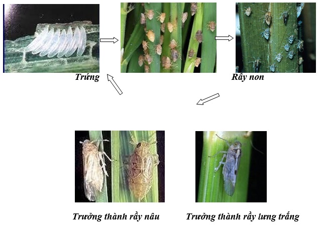 Rầy lưng trắng và rầy nâu hại lúa