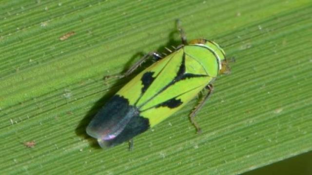 Rầy xanh đuôi đen