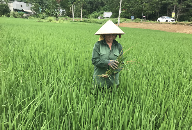 Thăm ruộng kiểm dịch