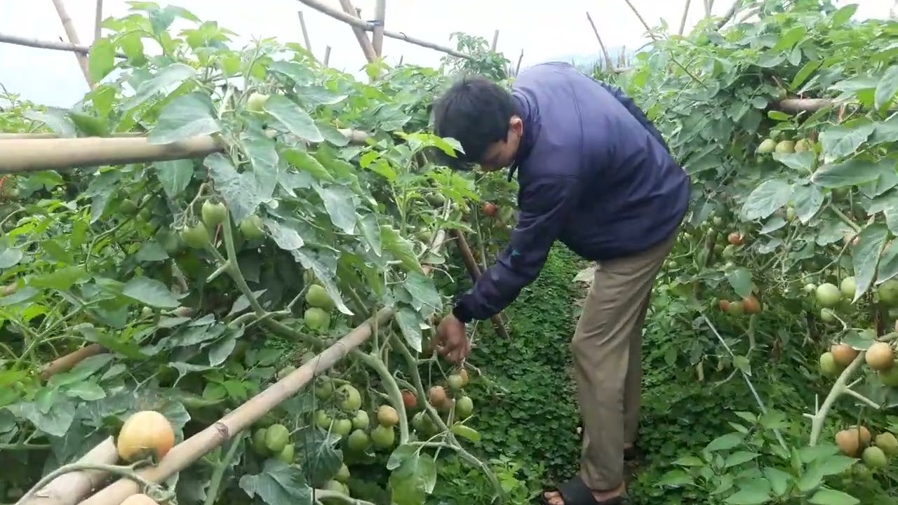 Thăm canh phát hiện bệnh