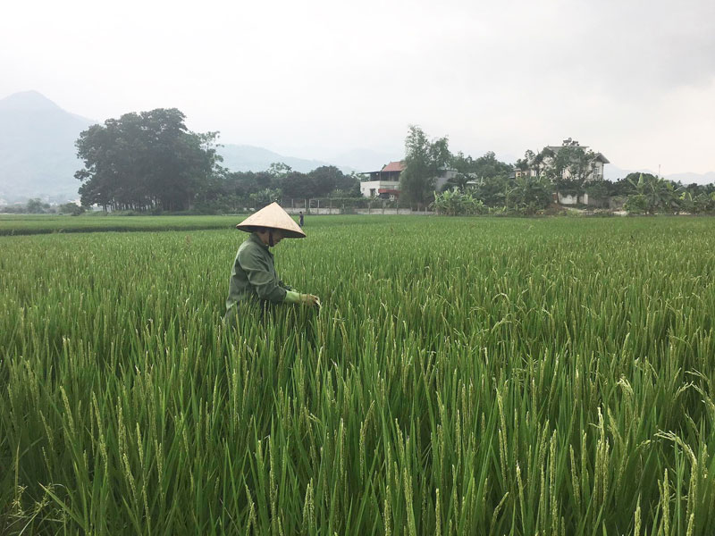 Thăm ruộng theo dõi phát hiện bệnh