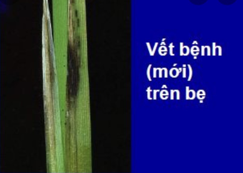 Vết bệnh trên bẹ lá đòng