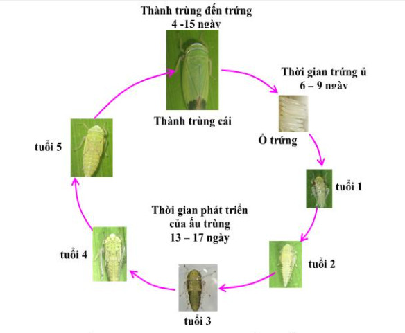 Vòng đời rầy xanh