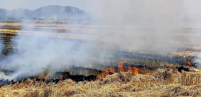 Xử lý đồng ruộng