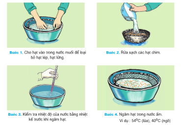 Xử lý hạt giống