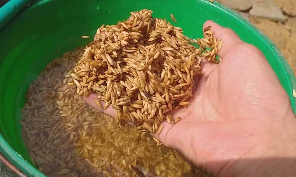 Xử lý hạt giống trước khi ngâm ủ